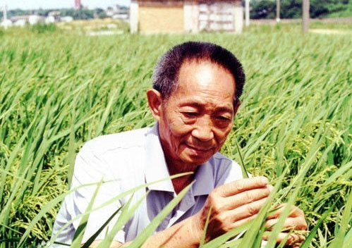 袁隆平团队在内蒙古试种海水稻，海水稻运用了哪些技术
