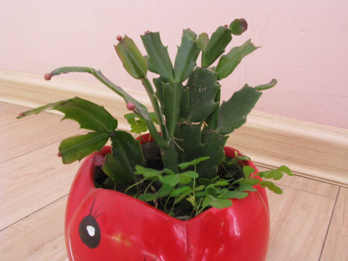 毛蟹爪莲的相关原因