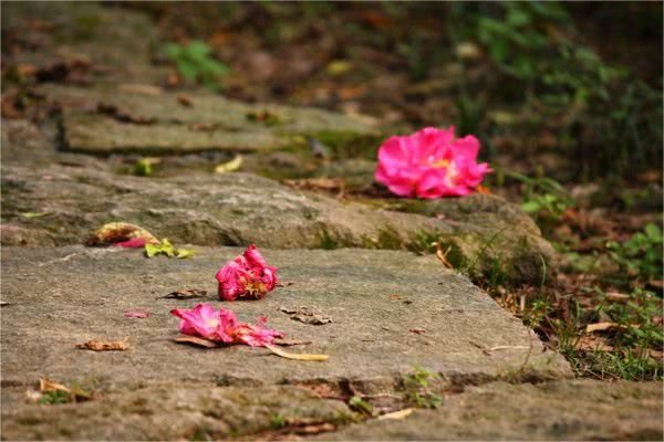 微雨燕双飞 落花人独立全诗