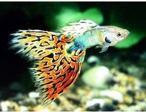 彩霞鱼原名叫什么啊???彩霞鱼跟孔雀鱼是同一种鱼吗？