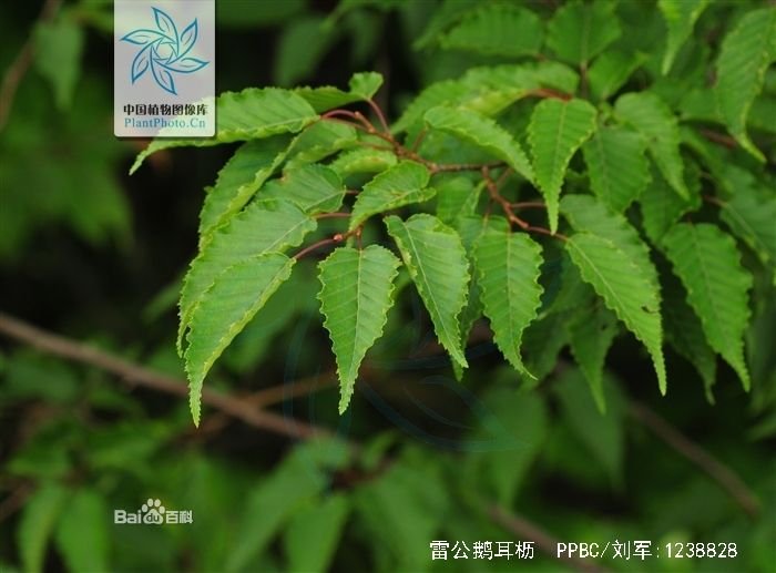 桦木科的分布情况