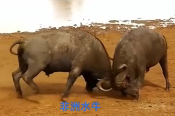 非洲十大危险动物