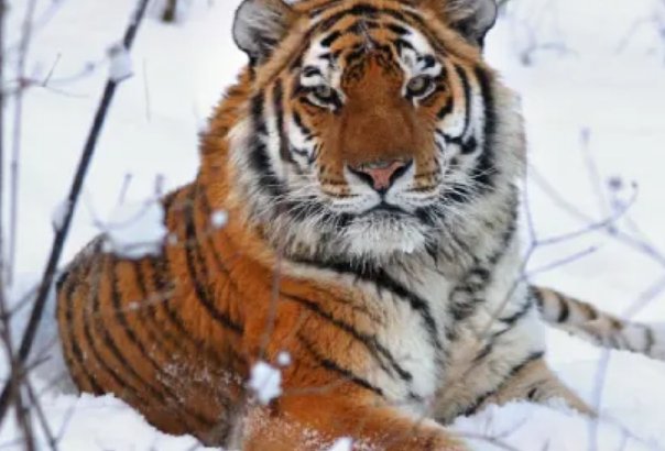 在吉林，深夜路遇东北虎隔车窗与人对视，不幸遇到猛兽袭击应该如何自救？