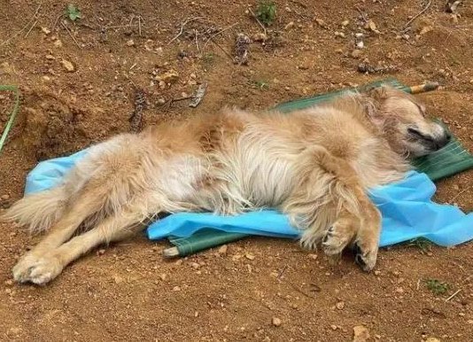 重庆一小区多只宠物狗蹊跷死亡，物业：已报警，物业该不该承担责任呢？