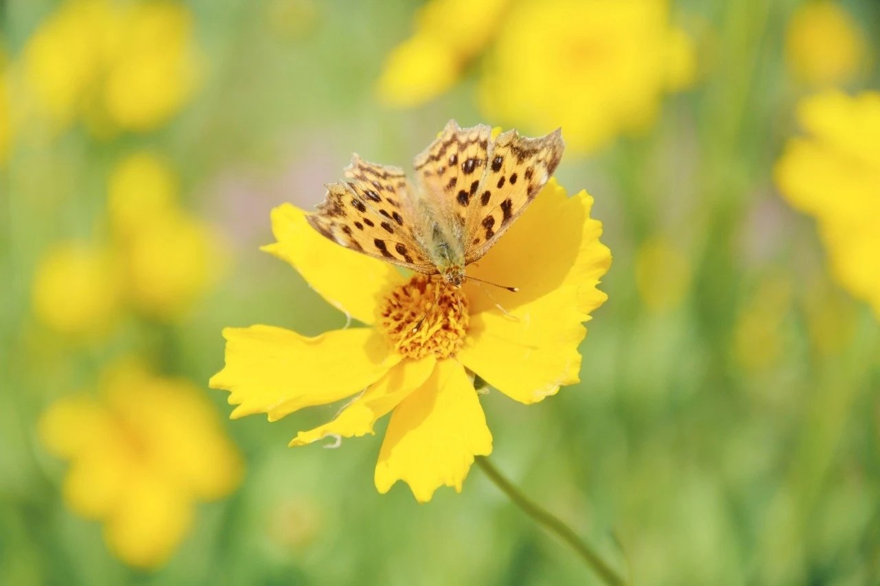 yesterday once more什么意思？