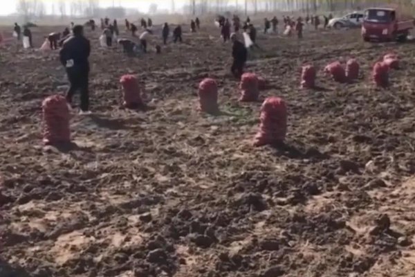 安徽农户芋头遭大批村民捡拾，警车鸣笛怒吼驱赶无效，村民的举动有多恶劣？