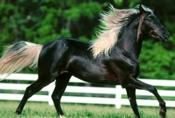 五什么六猴成语