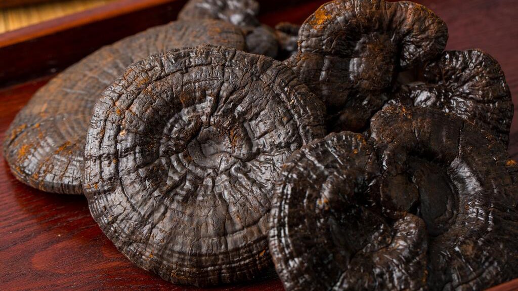 芝的拼音和组词