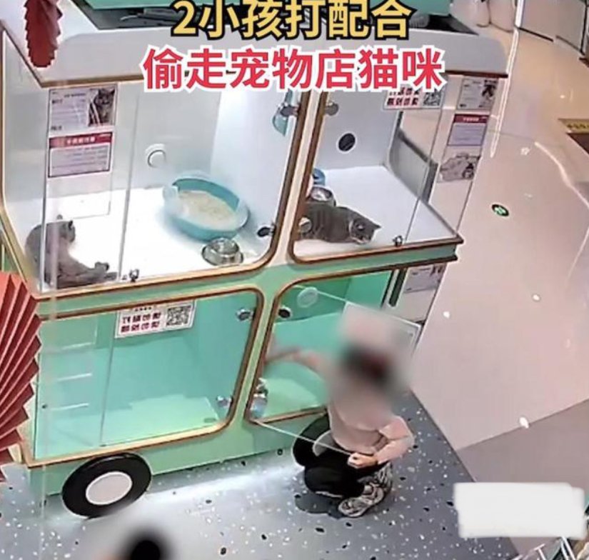 2小孩打配合偷走宠物店猫咪，小孩子为什么要偷猫呢？如何看待这样的行为？
