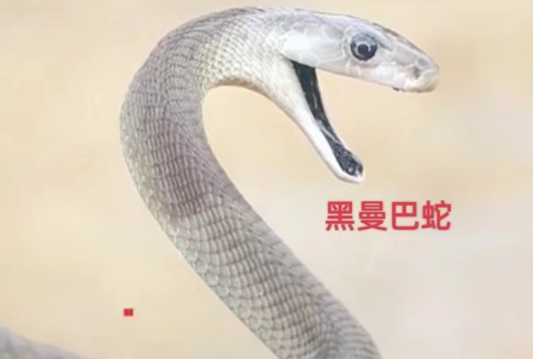 非洲十大危险动物