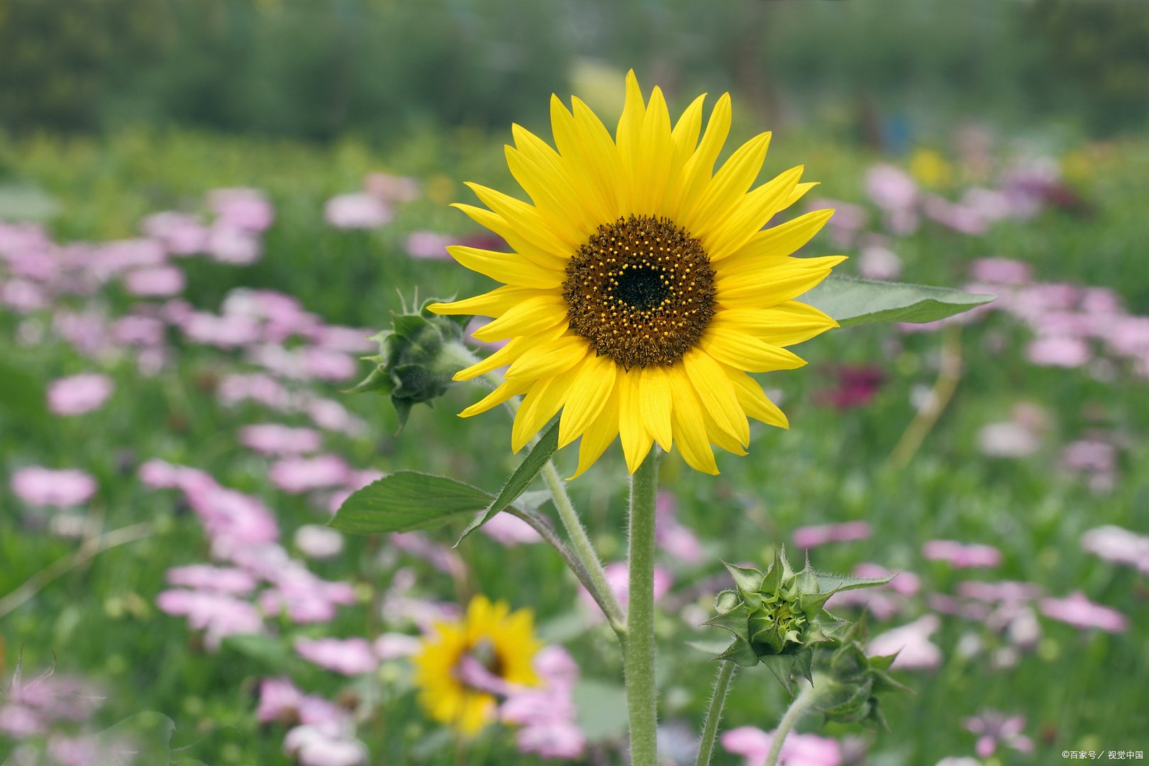 向日葵什么时候开花？向日葵如何养护？各种花开放的时间顺序表是什么？