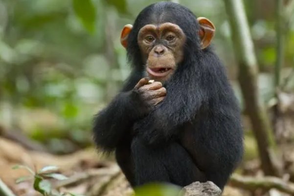 蚂蚁天敌都有哪些动物?