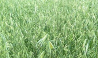 燕麦草是什么（燕麦草是什么样子的）
