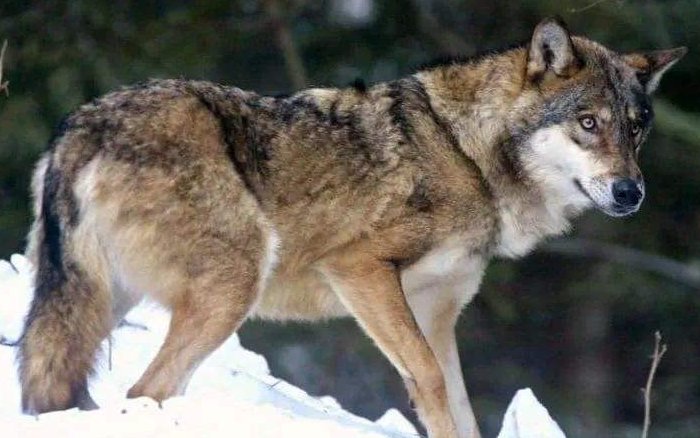 蒲松龄《狼》的翻译，和作者简介