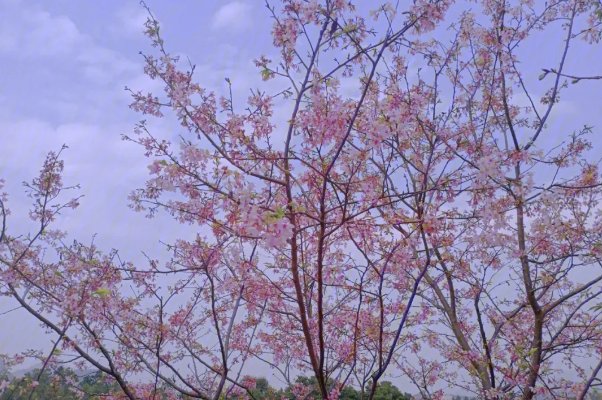 甜蜜惩罚未增删带翻译中文翻译樱花