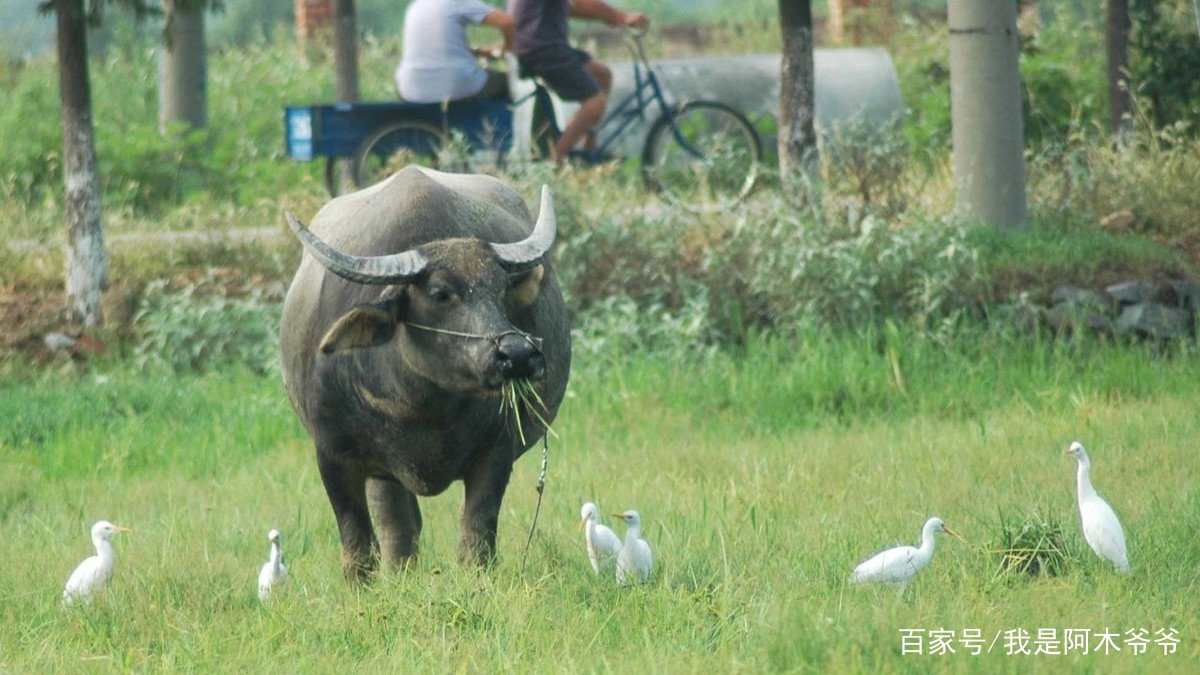 农村俗语“老牛吃嫩草”，下半句是什么呢？