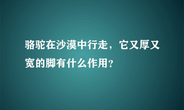骆驼在沙漠中行走，它又厚又宽的脚有什么作用？
