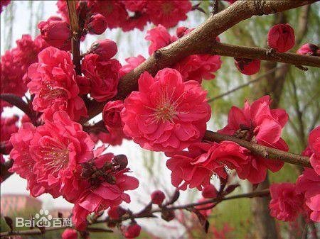 绛桃是不是指梅花？