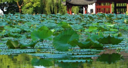 西湖有多少吨水