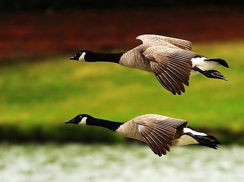 君应有语，渺万里层云，千山暮雪，只影为谁去的意思