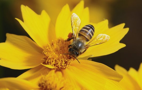 蜜蜂为什么有辨认方向的能力