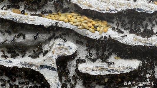 如何有效的去处蚂蚁窝?