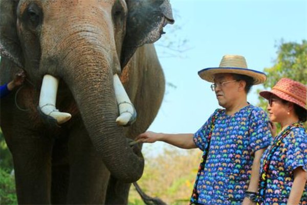 游客喂大象，却被大象卷起暴摔，如何正确喂养动物？