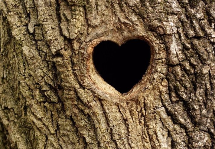 树洞是什么意思