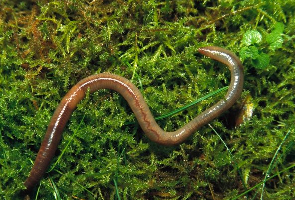 蚯蚓没有眼睛，靠什么辨别方向呢？