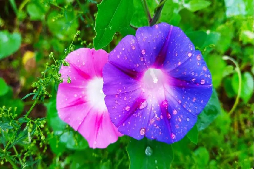 叶圣陶牵牛花原文及解析