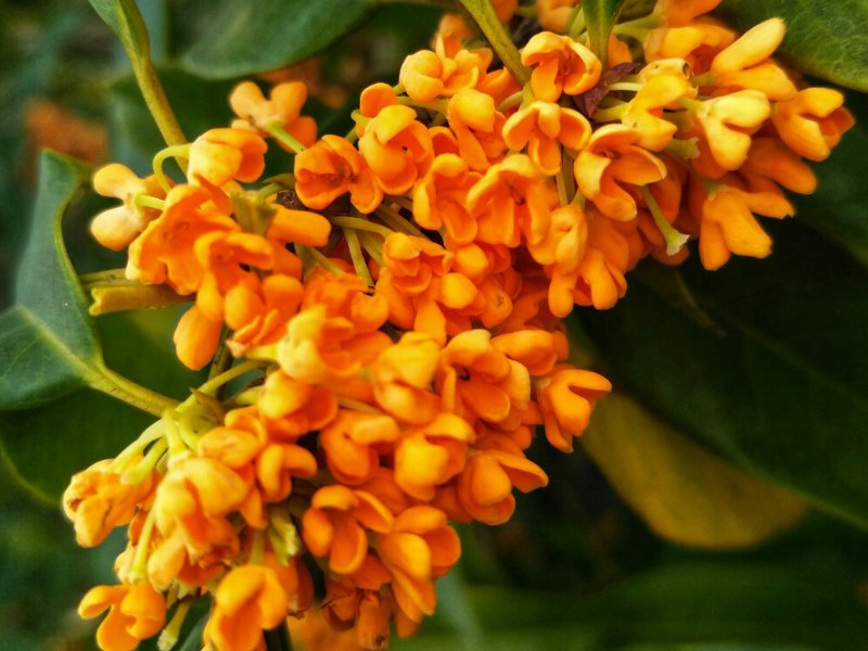 10个有关桂花的神话