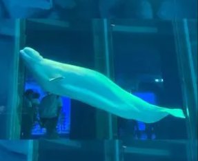 上海海昌海洋公园将免费开放8天,为何会这么规定?