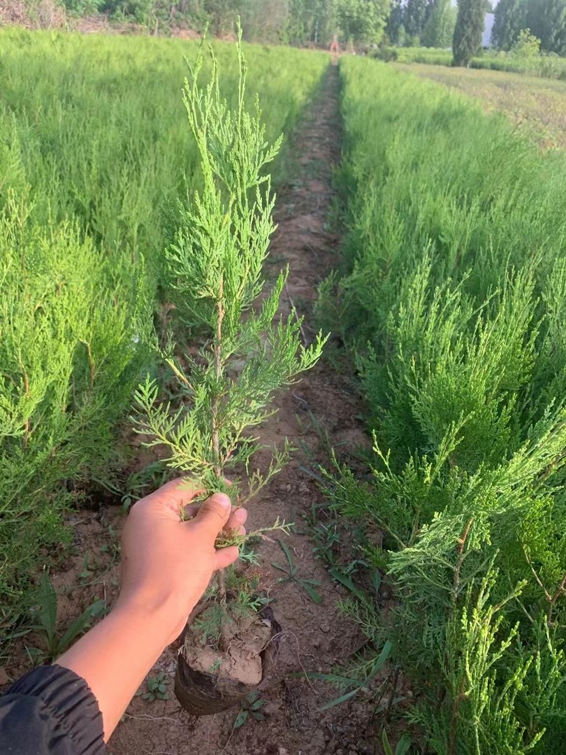 侧柏树多少钱一株 侧柏苗价格 侧柏苗哪里