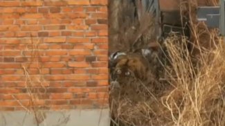 “虎口逃生”女子首次现身，这只老虎从哪里来的呢？