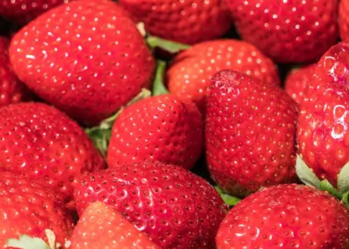 华南地区最大的草莓种苗繁育基地在哪里？繁育草莓种苗需要哪些技术？