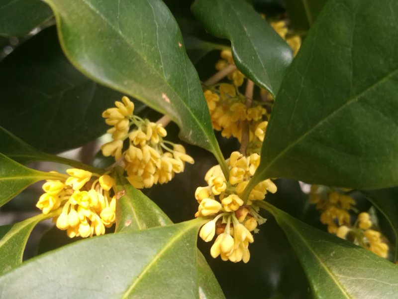 10个有关桂花的神话