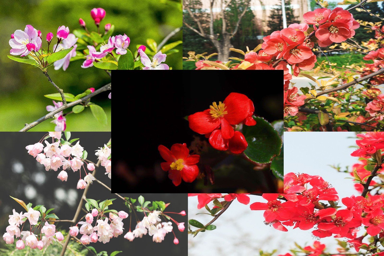 求西府海棠、贴梗海棠、垂丝海棠、木瓜海棠、四季海棠的区别，越详细越好