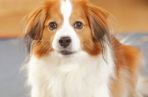 心胸开阔比喻什么动物