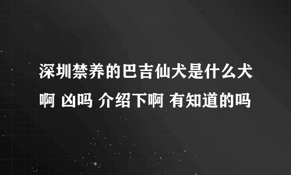 深圳禁养的巴吉仙犬是什么犬啊 凶吗 介绍下啊 有知道的吗