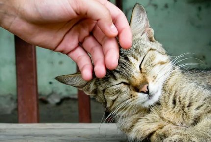 抚摸的拼音是什么