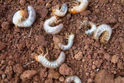 防治地下害虫的方法有哪些