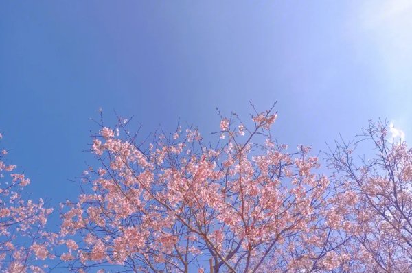 甜蜜惩罚未增删带翻译中文翻译樱花