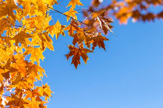 白露的寓意和象征意义