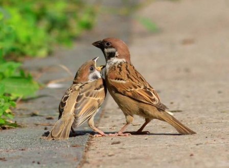 孔雀的雀字怎么组词