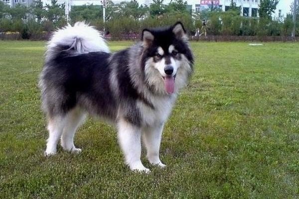 阿拉斯加犬好养吗?优缺点有哪些