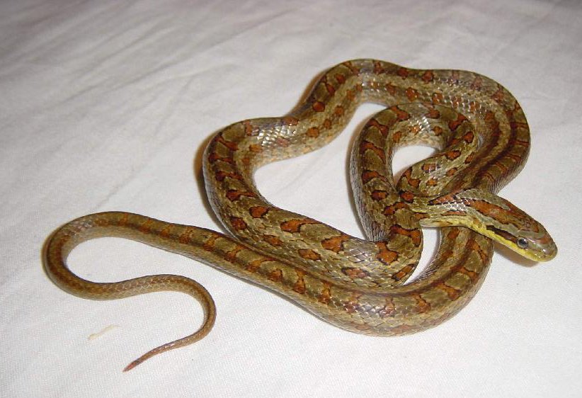 为什么蛇头被砍下还会跳起20厘米咬人?