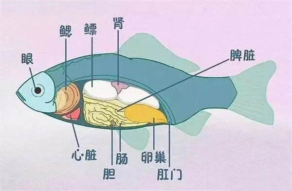 鱼有心脏吗未定事件簿