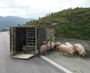 惠州一运猪车侧翻：40多头猪“大闹”高速！这些猪当时的状态如何？