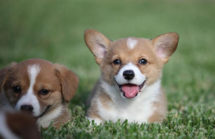 宠物狗名字大全时尚潮流