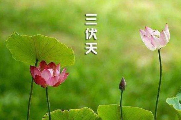 今年农历是几月几日进伏初伏第一天是什么时候